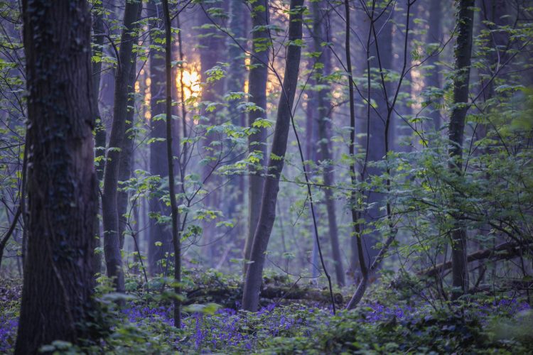 Feeling Blue In Today’s World? Head For Belgian Bluebells!